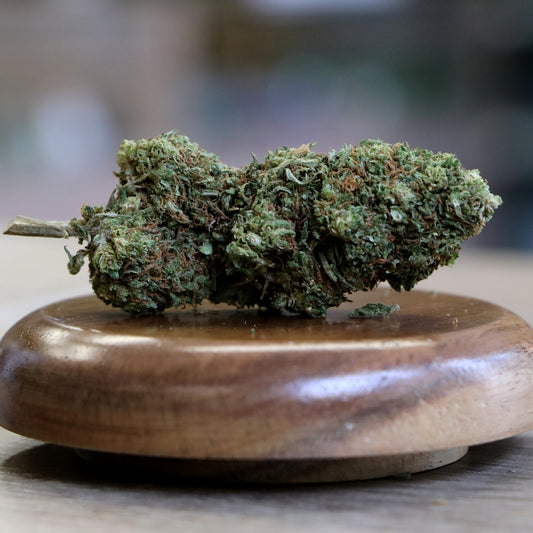 Photo de la Fleur de CBD pas cher Jack Herrer, réputée pour ses arômes naturels et ses effets relaxants