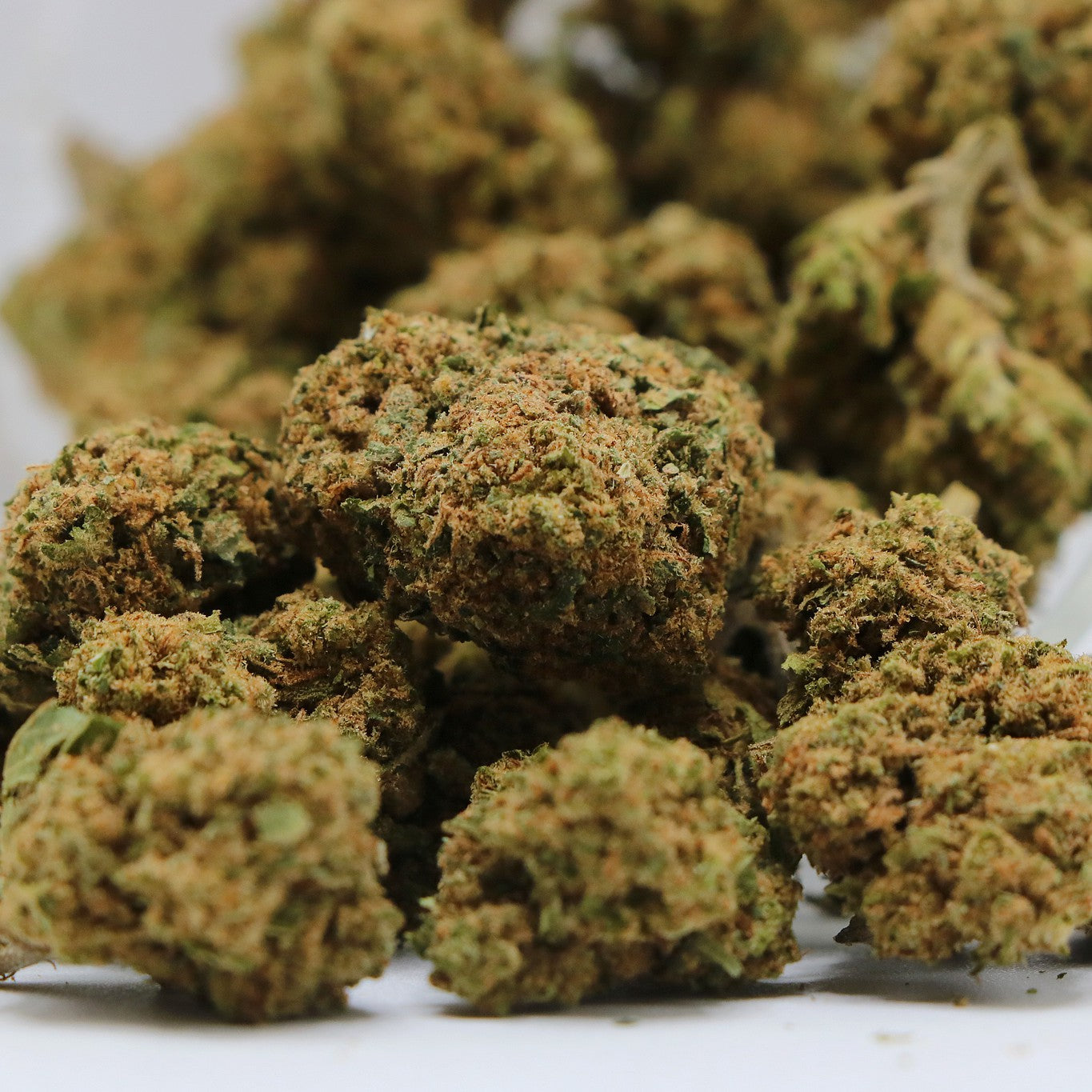 Fleurs CBD - HARLEQUIN